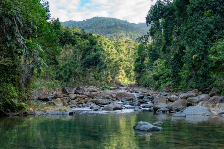 El Yunque National Rainforest, Half Day Tour from El Conquistador ...