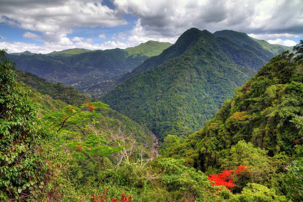 Puerto Rico rainforest